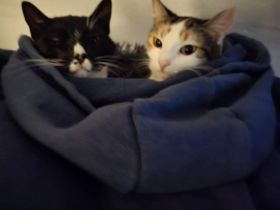 Liebevolle Katzen suchen ein neues Zuhause