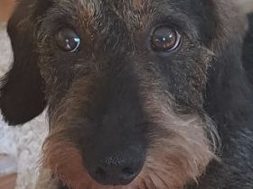 Deckrüde Rauhhaar Standard