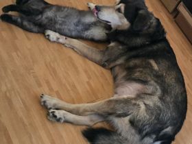 Klein Münsterländer- Sibirischer Husky Mix