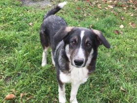 Hier kommt Manny. Dein neuer Begleiter?