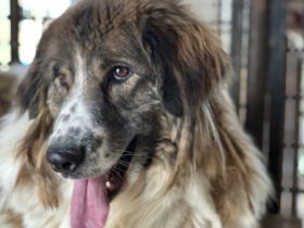 Captain Kirk sucht ein Zuhause auf dem Planeten Erde.