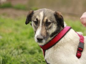 Wer schenkt Liam ein eigenes Zuhause?