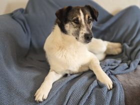 Wer schenkt Liam ein eigenes Zuhause?