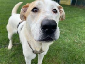 Sanfter Riese Galileo sucht ein Zuhause.