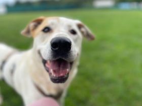 Sanfter Riese Galileo sucht ein Zuhause.