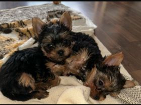 Yorkshire Terrier mini Welpen