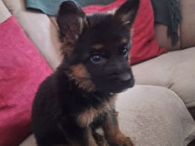 Deutscher Schäferhund