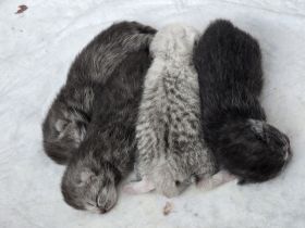 BKH KITTEN SUCHEN EIN ZUHAUSE