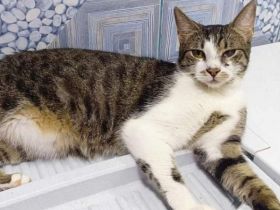 Gypsy wartet auf deine Anfrage