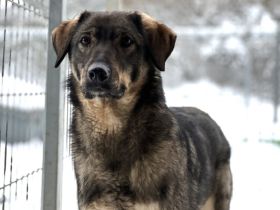 Sensibler Felio sucht geduldige Menschen