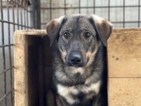 Sensibler Felio sucht geduldige Menschen