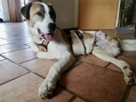 Aller guten Dinge sind drei. Dreibeiniger Yaro kommt mit Rolli zu dir.