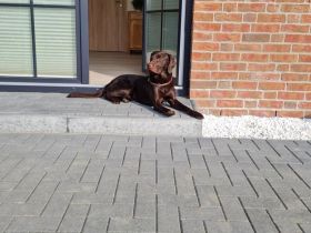 Deckrüde-Labrador-braun