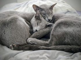 Cattery vom Breidter Rücken