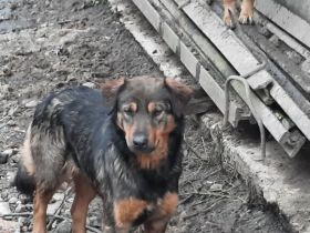 Hallo, ich bin Jana und suche ein Zuhause.