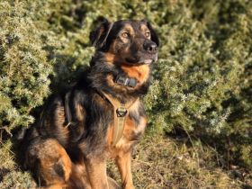 Hallo, ich bin Jana und suche ein Zuhause.