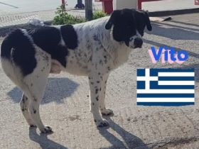 Vito, 08/23 - sanfter Riese sucht Familie