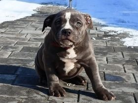 Amarican Staffordshire Welpen