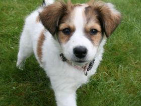 Kromfohrländer vom Lambachtal