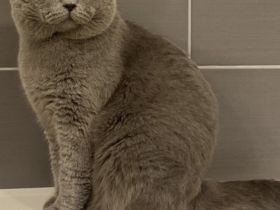 Deckkater Bkh im Blau