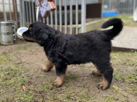 Hovawarte von Doberow