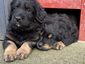 Hovawarte von Doberow