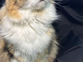 Wurfplanung reinrassige Sibirische Katzen ohne Papiere