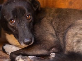 Hier kommt die bezaubernde Venus