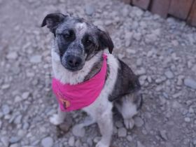 Zuckersüße Überlebenskünstlerin Malka sucht ihr Für-Immer-Zuhause.