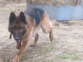 Obacht, Schäferhund-Fans! Hier kommt Mr. Nice Guy!