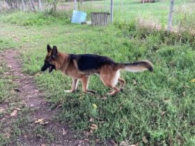 Obacht, Schäferhund-Fans! Hier kommt Mr.Nice Guy!