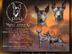 Mexikanische haarlose Welpen-Xoloitzcuintle