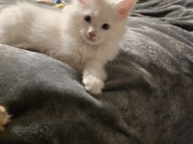 Reinrassige Maine Coon Kitte