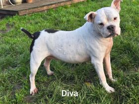 Diva sucht tierfreie Zone