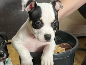 American Pocket Bully