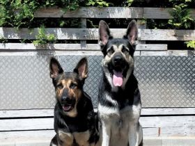 Osteuropäische Schäferhunde