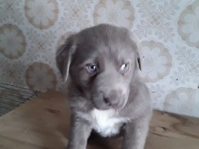 4wunderschöne Aussidor Welpen suchen noch ein