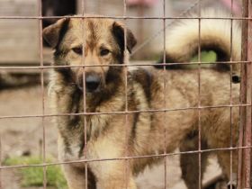 Phönix wartet auf seine Chance