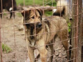 Phönix wartet auf seine Chance