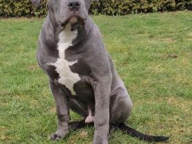 Old english bulldog  / American Bully Xl