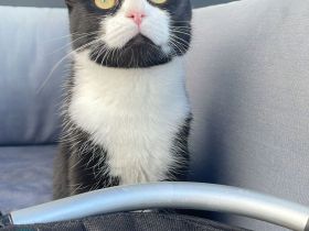 Hauskatze schwarz - weiß