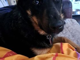 Schweren Herzens abzugeben