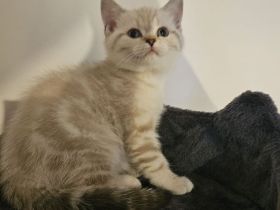 😻 BRITISCH SHORT HAIR😻 RESERVIERT ❗