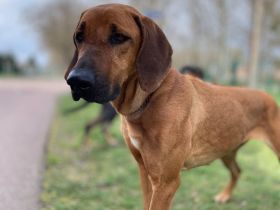 Ridgeback Hündin