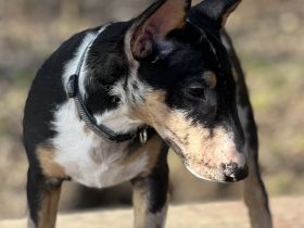 Miniatur Bullterrier Hündin 15 Wochen alt