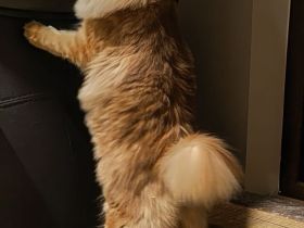 Kurilian Kurilen Bobtail mit Stammbaum FIFE.