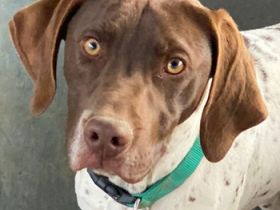 Areno, geb. ca. 08/2024, lebt in GRIECHENLAND, auf einer privaten Pflegestelle