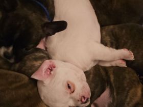 Französische Bulldogge Chihuahua Mix, Bullhuahuas, Mexican Frenschies