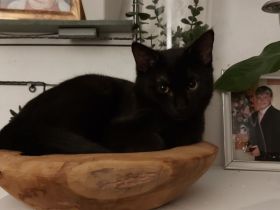 Dringend Spielkameraden gesucht