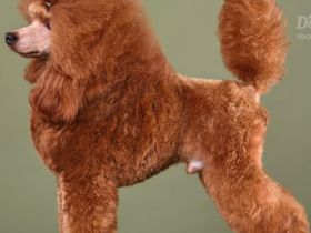 Toypudel Zwergpudel Deckrüde in red